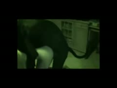 During that moment, a shy, non-professional college black cock slut gets naked and welcomes beastiality sex with her dog.